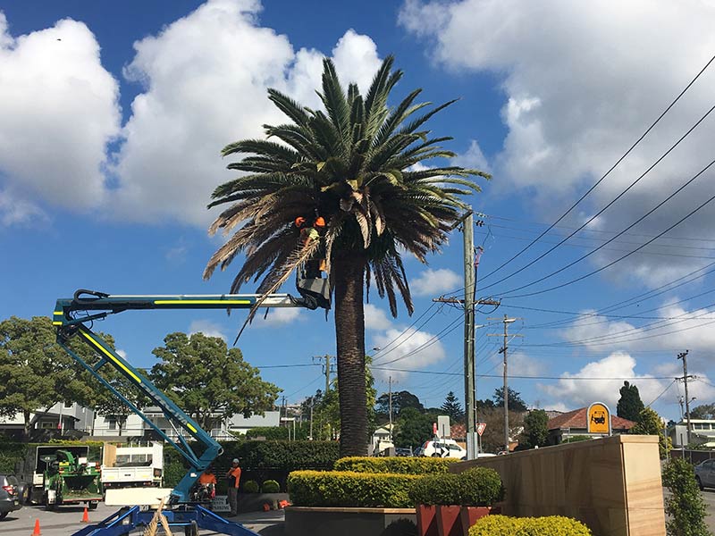 palm tree removal