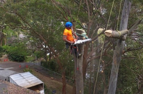 Tree Removal