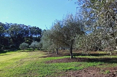 tree transplanting