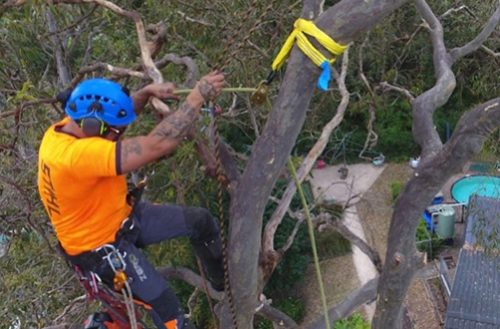 tree lopping