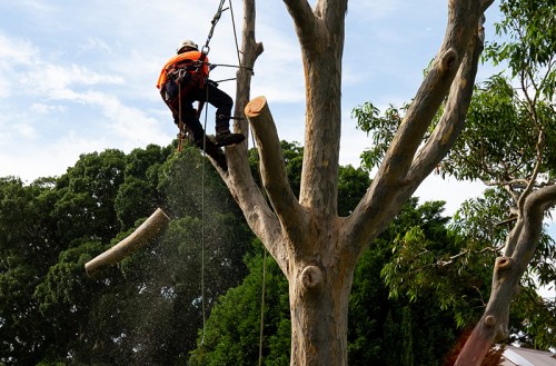 branch trimming