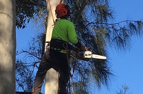 Tree Pruning Newcastle