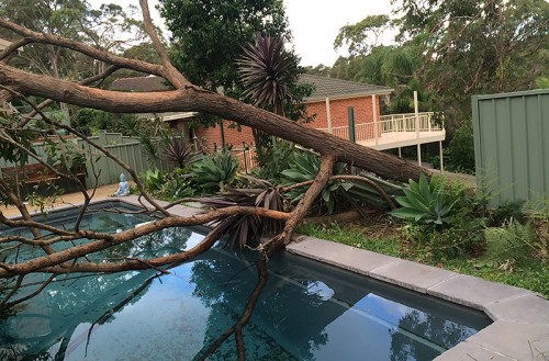 Tree Removal Newcastle