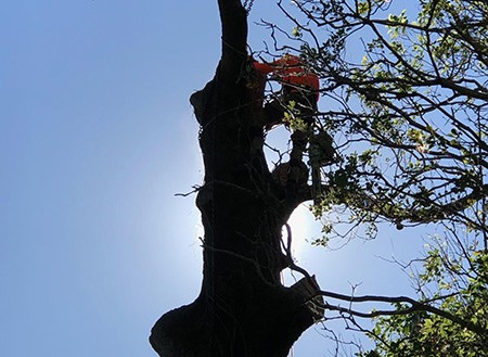 Tree Lopping Port Stephens