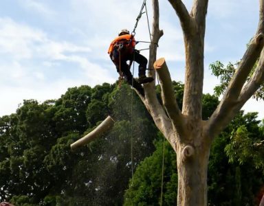 Tree Removal Newcastle