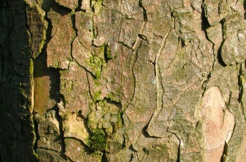 Bark Splitting