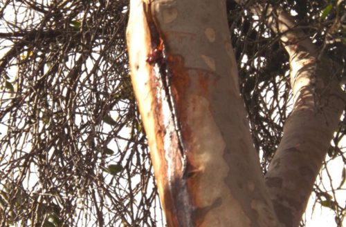 Tree Bark